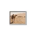 Picture of Camel Walk _GroupedProduct_Rectangle_Landscape_Photography _GroupedProduct_Rectangle_Landscape_Canvas_Framed_