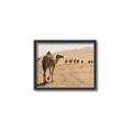 Picture of Camel Walk _GroupedProduct_Rectangle_Landscape_Photography _GroupedProduct_Rectangle_Landscape_Canvas_Framed_