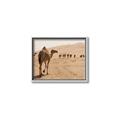 Picture of Camel Walk _GroupedProduct_Rectangle_Landscape_Photography _GroupedProduct_Rectangle_Landscape_Canvas_Framed_