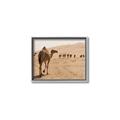 Picture of Camel Walk _GroupedProduct_Rectangle_Landscape_Photography _GroupedProduct_Rectangle_Landscape_Canvas_Framed_