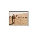 Picture of Camel Walk _GroupedProduct_Rectangle_Landscape_Photography _GroupedProduct_Rectangle_Landscape_Canvas_Framed_