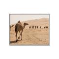 Picture of Camel Walk _GroupedProduct_Rectangle_Landscape_Photography _GroupedProduct_Rectangle_Landscape_Canvas_Framed_