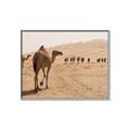 Picture of Camel Walk _GroupedProduct_Rectangle_Landscape_Photography _GroupedProduct_Rectangle_Landscape_Canvas_Framed_
