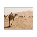 Picture of Camel Walk _GroupedProduct_Rectangle_Landscape_Photography _GroupedProduct_Rectangle_Landscape_Canvas_Framed_