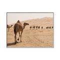 Picture of Camel Walk _GroupedProduct_Rectangle_Landscape_Photography _GroupedProduct_Rectangle_Landscape_Canvas_Framed_