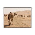 Picture of Camel Walk _GroupedProduct_Rectangle_Landscape_Photography _GroupedProduct_Rectangle_Landscape_Canvas_Framed_