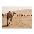 Picture of Camel Walk _GroupedProduct_Rectangle_Landscape_Photography _GroupedProduct_Rectangle_Landscape_Canvas_Framed_