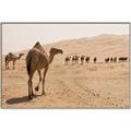 Picture of Camel Walk _GroupedProduct_Rectangle_Landscape_Photography _GroupedProduct_Rectangle_Landscape_Canvas_Framed_