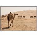 Picture of Camel Walk _GroupedProduct_Rectangle_Landscape_Photography _GroupedProduct_Rectangle_Landscape_Canvas_Framed_