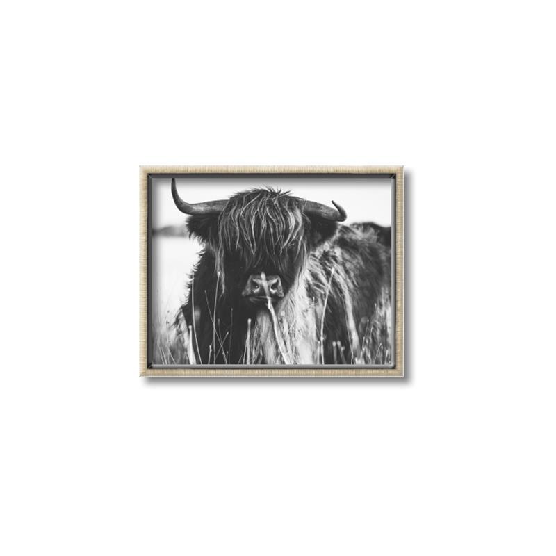 Picture of Bull in the Grass _GroupedProduct_Rectangle_Landscape_Photography _GroupedProduct_Rectangle_Landscape_Canvas_Framed_