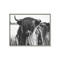 Picture of Bull in the Grass _GroupedProduct_Rectangle_Landscape_Photography _GroupedProduct_Rectangle_Landscape_Canvas_Framed_