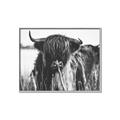 Picture of Bull in the Grass _GroupedProduct_Rectangle_Landscape_Photography _GroupedProduct_Rectangle_Landscape_Canvas_Framed_