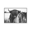 Picture of Bull in the Grass _GroupedProduct_Rectangle_Landscape_Photography _GroupedProduct_Rectangle_Landscape_Canvas_Framed_