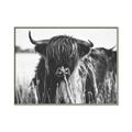 Picture of Bull in the Grass _GroupedProduct_Rectangle_Landscape_Photography _GroupedProduct_Rectangle_Landscape_Canvas_Framed_