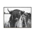 Picture of Bull in the Grass _GroupedProduct_Rectangle_Landscape_Photography _GroupedProduct_Rectangle_Landscape_Canvas_Framed_