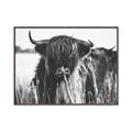 Picture of Bull in the Grass _GroupedProduct_Rectangle_Landscape_Photography _GroupedProduct_Rectangle_Landscape_Canvas_Framed_