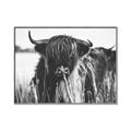 Picture of Bull in the Grass _GroupedProduct_Rectangle_Landscape_Photography _GroupedProduct_Rectangle_Landscape_Canvas_Framed_