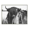 Picture of Bull in the Grass _GroupedProduct_Rectangle_Landscape_Photography _GroupedProduct_Rectangle_Landscape_Canvas_Framed_