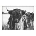 Picture of Bull in the Grass _GroupedProduct_Rectangle_Landscape_Photography _GroupedProduct_Rectangle_Landscape_Canvas_Framed_