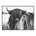 Picture of Bull in the Grass _GroupedProduct_Rectangle_Landscape_Photography _GroupedProduct_Rectangle_Landscape_Canvas_Framed_