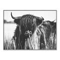 Picture of Bull in the Grass _GroupedProduct_Rectangle_Landscape_Photography _GroupedProduct_Rectangle_Landscape_Canvas_Framed_