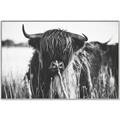 Picture of Bull in the Grass _GroupedProduct_Rectangle_Landscape_Photography _GroupedProduct_Rectangle_Landscape_Canvas_Framed_