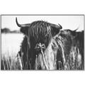 Picture of Bull in the Grass _GroupedProduct_Rectangle_Landscape_Photography _GroupedProduct_Rectangle_Landscape_Canvas_Framed_