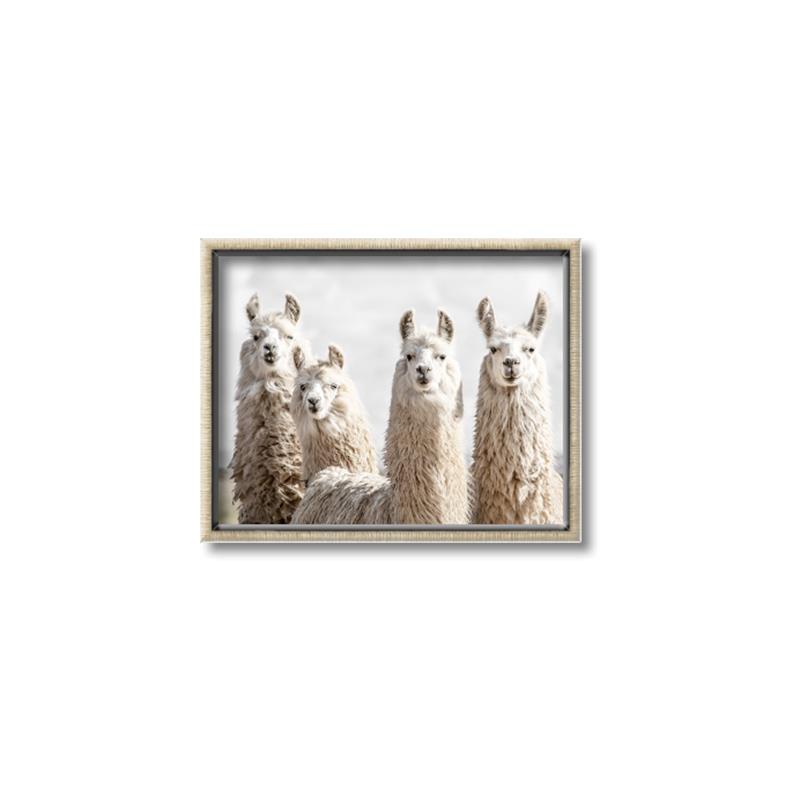 Picture of Llama Fam _GroupedProduct_Rectangle_Landscape_Photography _GroupedProduct_Rectangle_Landscape_Canvas_Framed_