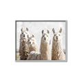 Picture of Llama Fam _GroupedProduct_Rectangle_Landscape_Photography _GroupedProduct_Rectangle_Landscape_Canvas_Framed_
