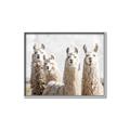 Picture of Llama Fam _GroupedProduct_Rectangle_Landscape_Photography _GroupedProduct_Rectangle_Landscape_Canvas_Framed_