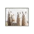 Picture of Llama Fam _GroupedProduct_Rectangle_Landscape_Photography _GroupedProduct_Rectangle_Landscape_Canvas_Framed_