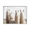 Picture of Llama Fam _GroupedProduct_Rectangle_Landscape_Photography _GroupedProduct_Rectangle_Landscape_Canvas_Framed_