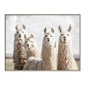 Picture of Llama Fam _GroupedProduct_Rectangle_Landscape_Photography _GroupedProduct_Rectangle_Landscape_Canvas_Framed_
