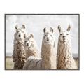Picture of Llama Fam _GroupedProduct_Rectangle_Landscape_Photography _GroupedProduct_Rectangle_Landscape_Canvas_Framed_