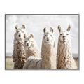 Picture of Llama Fam _GroupedProduct_Rectangle_Landscape_Photography _GroupedProduct_Rectangle_Landscape_Canvas_Framed_
