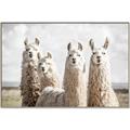 Picture of Llama Fam _GroupedProduct_Rectangle_Landscape_Photography _GroupedProduct_Rectangle_Landscape_Canvas_Framed_