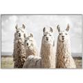 Picture of Llama Fam _GroupedProduct_Rectangle_Landscape_Photography _GroupedProduct_Rectangle_Landscape_Canvas_Framed_