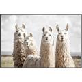 Picture of Llama Fam _GroupedProduct_Rectangle_Landscape_Photography _GroupedProduct_Rectangle_Landscape_Canvas_Framed_
