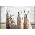 Picture of Llama Fam _GroupedProduct_Rectangle_Landscape_Photography _GroupedProduct_Rectangle_Landscape_Canvas_Framed_