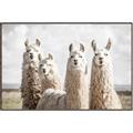 Picture of Llama Fam _GroupedProduct_Rectangle_Landscape_Photography _GroupedProduct_Rectangle_Landscape_Canvas_Framed_