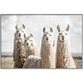 Picture of Llama Fam _GroupedProduct_Rectangle_Landscape_Photography _GroupedProduct_Rectangle_Landscape_Canvas_Framed_