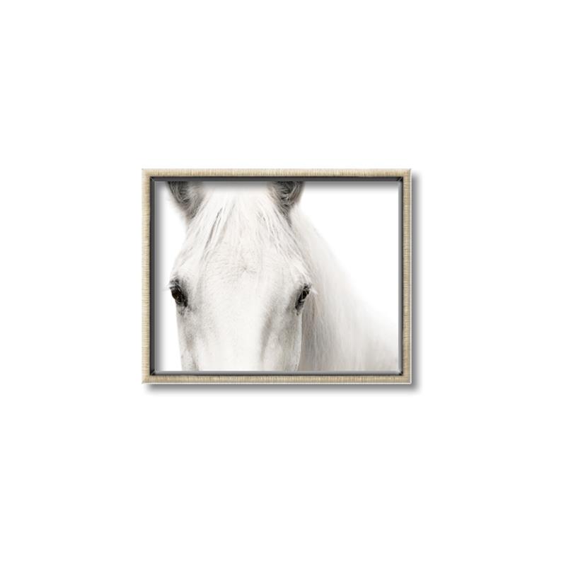 Picture of White horse _GroupedProduct_Rectangle_Landscape_Photography _GroupedProduct_Rectangle_Landscape_Canvas_Framed_