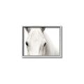 Picture of White horse _GroupedProduct_Rectangle_Landscape_Photography _GroupedProduct_Rectangle_Landscape_Canvas_Framed_