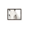 Picture of White horse _GroupedProduct_Rectangle_Landscape_Photography _GroupedProduct_Rectangle_Landscape_Canvas_Framed_