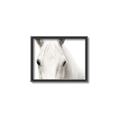 Picture of White horse _GroupedProduct_Rectangle_Landscape_Photography _GroupedProduct_Rectangle_Landscape_Canvas_Framed_