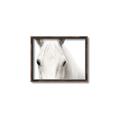 Picture of White horse _GroupedProduct_Rectangle_Landscape_Photography _GroupedProduct_Rectangle_Landscape_Canvas_Framed_