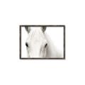Picture of White horse _GroupedProduct_Rectangle_Landscape_Photography _GroupedProduct_Rectangle_Landscape_Canvas_Framed_