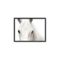 Picture of White horse _GroupedProduct_Rectangle_Landscape_Photography _GroupedProduct_Rectangle_Landscape_Canvas_Framed_