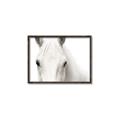 Picture of White horse _GroupedProduct_Rectangle_Landscape_Photography _GroupedProduct_Rectangle_Landscape_Canvas_Framed_