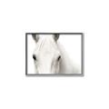 Picture of White horse _GroupedProduct_Rectangle_Landscape_Photography _GroupedProduct_Rectangle_Landscape_Canvas_Framed_